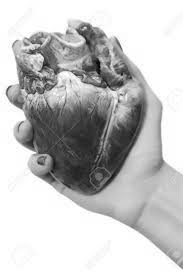 stewed heart